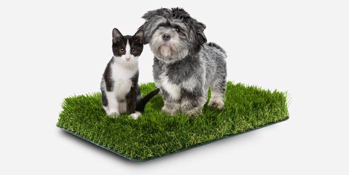 image de Gazon synthétique, chiens, chats… Quels avantages / inconvénients ?